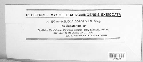 Meliola sororcula image